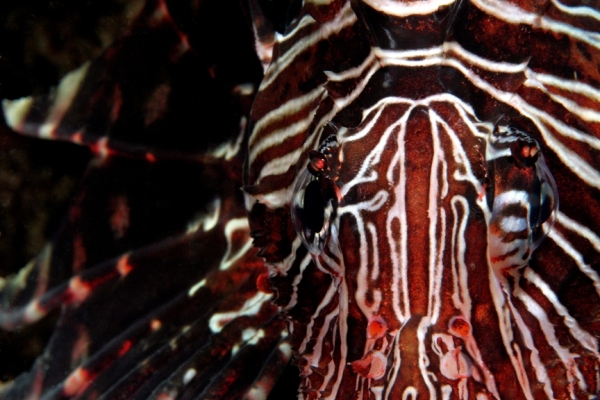 Underwater photograph