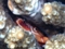 Miniature photo sous marine